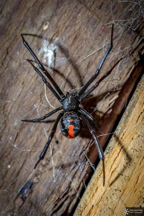 Farmer in australien allein unter spinnen. Spinnen in Australien - Der komplette Backpackers Guide