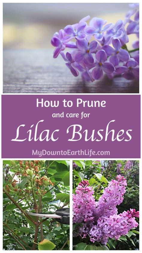 How To Prune And Care For Lilac Bushes My Down To Earth Life Lilac