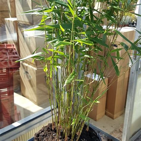 Bamboo Plants Bamboo Fargesia Rufa 3 Litre Fast Growing Non Invasive