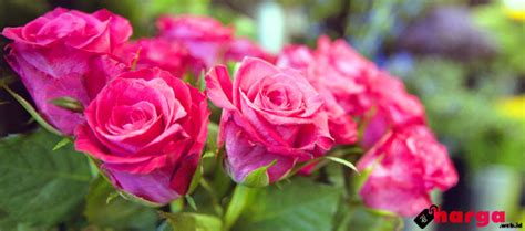 Harga Bunga Mawar Bouquet Dan Setangkai 2 Daftar Harga And Tarif