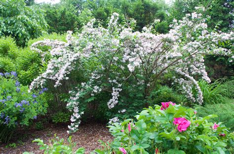 Spring Gems What Landscape Professionals Recommend New Hampshire
