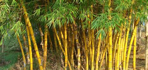 Buyingbambooheader Bamboo Plants Hq