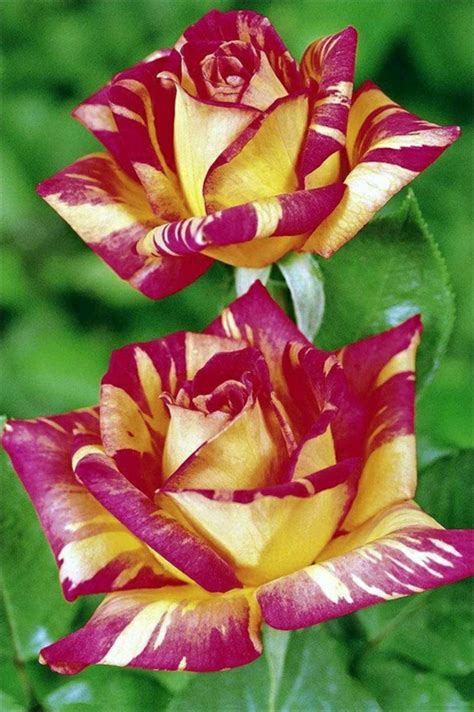 10 Most Beautiful Roses Most Beautiful