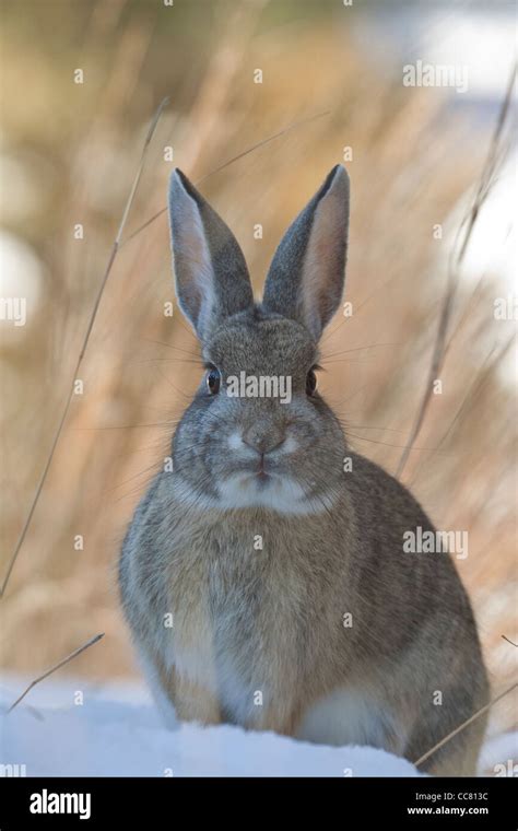 Cottontail Rabbit In Snow On Winter Morning Near Flagstaff Arizona