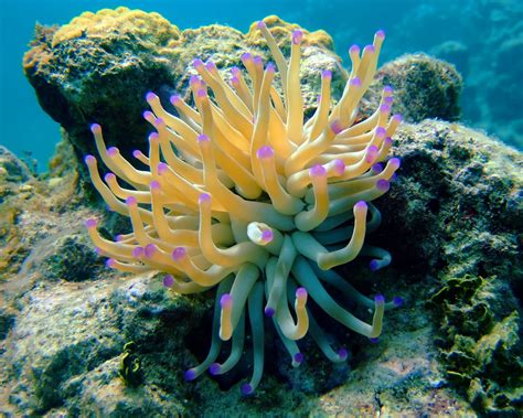 Seaanemone 2547×2038 Nature Jellyfish Anemones Sponges