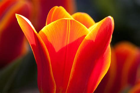 Free Images Nature Blossom Petal Bloom Tulip Spring Red Yellow