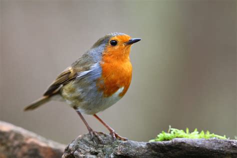 En 30 Ans Les Effectifs Des Oiseaux De Nos Jardins Ont Diminué De