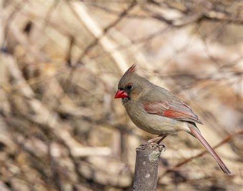Female Northern Cardinal Cardinalis Cardinalis Flickr