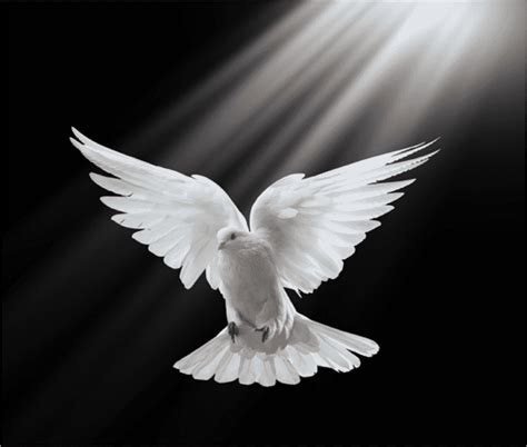 White Dove Columbidae Holy Spirit In Christianity Doves As Symbols