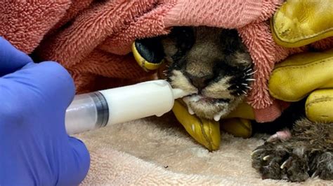 California Wildfires Orphaned And Burned Mountain Lion Cub Rescued By