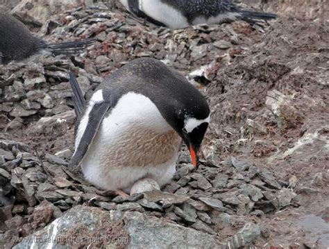 Pictures Of Antarctica Antarctica 0050 Nesting Gentoo Penguin With Egg