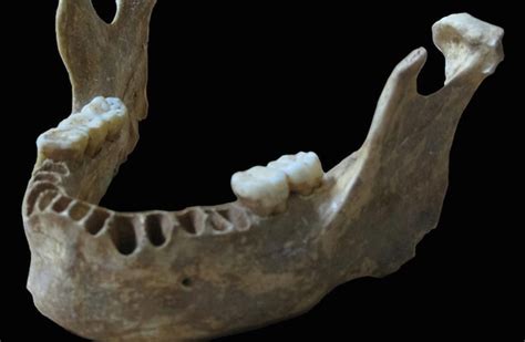 Jawbone Shows Modern Human 40000 Years Ago Had Neanderthal Great Great