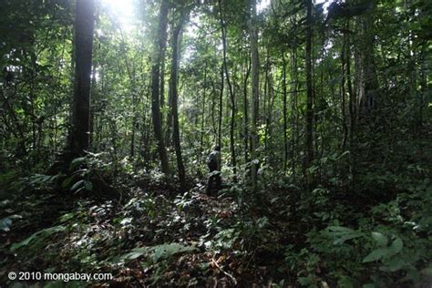 The Rainforest Floor Rainforest Tropical Rainforest Forest