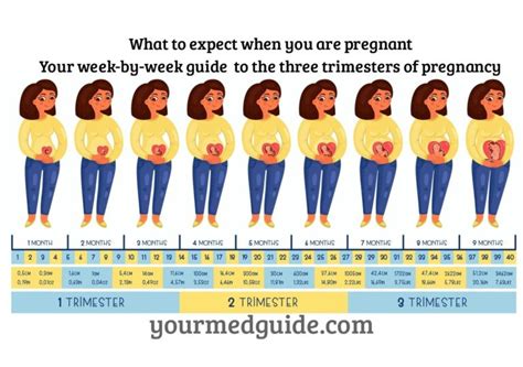 Week By Week Pregnancy Guide What To Expect When You Are Pregnant