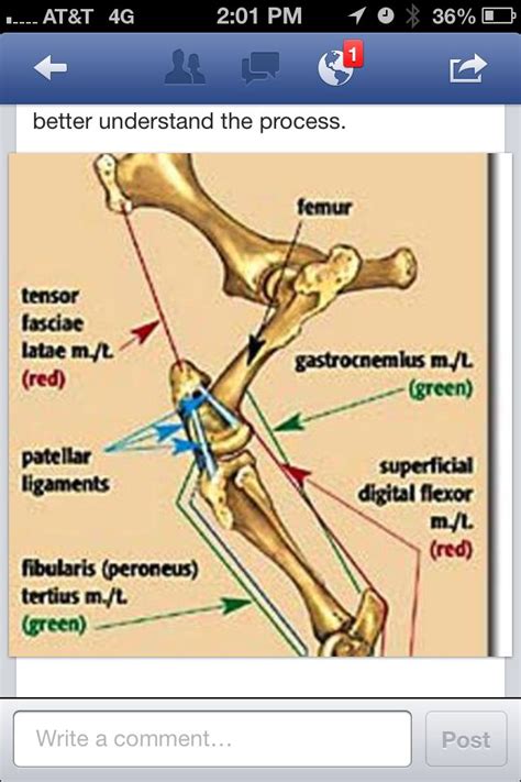 Horse Hind Leg Bone Structure Horse Anatomy Tensor Fasciae Latae