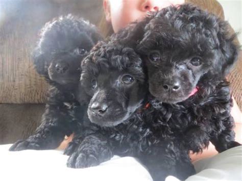 Akc Black Female Toy Poodle Puppies For Sale In Sparta Michigan