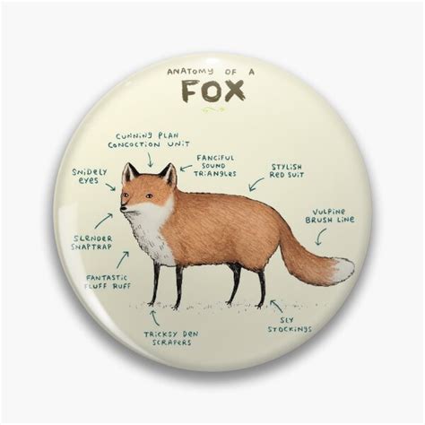 Anatomy Of A Fox Pin For Sale By Sophiecorrigan Redbubble