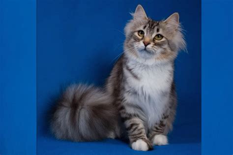 Foster homes make a great scenario all of our foster homes provide flexible schedules to accommodate appointments with potential adopters. Russian-Siberian-Queen-2017 - Siberian Cats