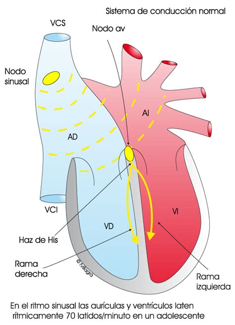 Sistema De Conducción Ritmo Cardiaco Normal La Web De Las