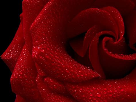 Wallpaper Red Roses Black Background Explore The Latest Collection Of