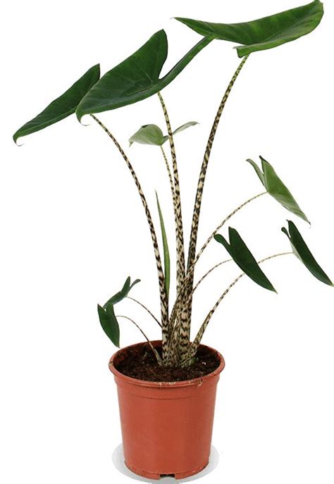 Alocasia Zebrina (Olifantsoor) | Ollie | 65 cm | Plantsome in 2020 ...