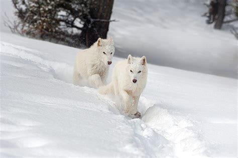 Nice 20 Awesome Arctic Wolf Photography Ideas Arctic Wolf Canis
