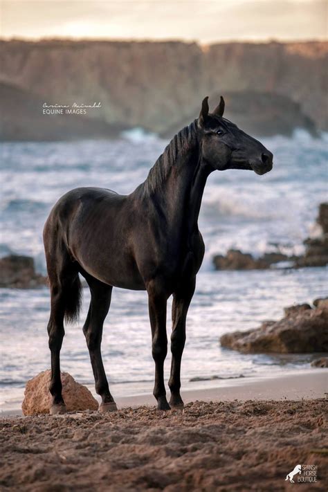 Equine Photography Pura Raza Menorquina Carina Maiwald Majestic Horse