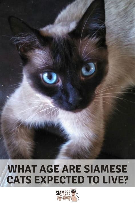Siamese are really a breed unlike any other. How Long Do Siamese Cats Live? How to Increase Their ...