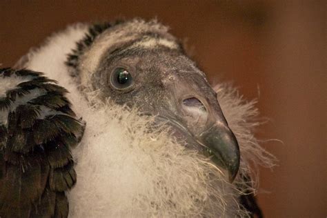 Interesting and amazing turkey vulture facts including turkey vultures' diet, habitat, behavior, physical characteristics, and species. Feather Tailed Stories: Turkey Vultures