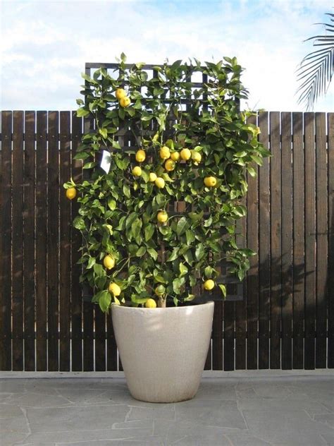 Espalier Lemon In A Pot 1000 Tree Garden Design Potted Trees