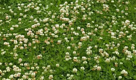 7 Common Lawn Weeds With Little White Flowers Photos 2022