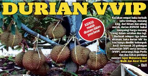 Kitorang ni sebenarnya memang peminat tegar durian udang merah ni. Berbuah Seawal 3 Tahun, Boleh Tanam Dalam Pasu, ASFA50 ...