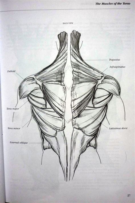 Human body internal organs and parts info poster vector. Hannah May Degree Blog: Research Point: Human Anatomy