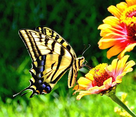 Yellow Butterfly On Flower Photograph By Amy Mcdaniel