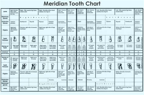Many conditions can be prevented with good dental hygiene. Dental Meridian Tooth Chart | Health chart, Holistic dentistry
