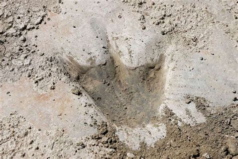 Texas Drought Reveals Dinosaur Footprints Created More Than Million