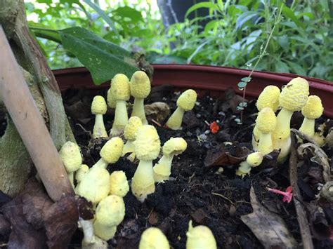 Springfield Plateau Yellow Mushrooms And Houseplants