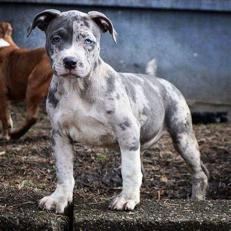 Merle pitbull puppy for sale.top xxl pibull bully breeder, we produce merle tri color blue pitbull bully pappies for sale. Creole Bulldog - Pit Bull Merle | Pitbull puppies ...