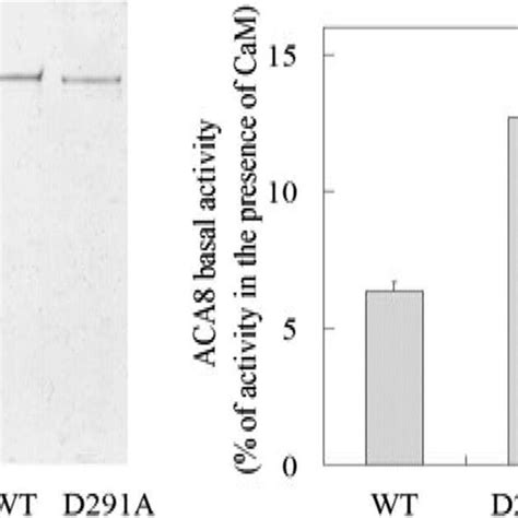 Basal Activities Of Wt And D291a Aca8 Purified By Cam Affinity