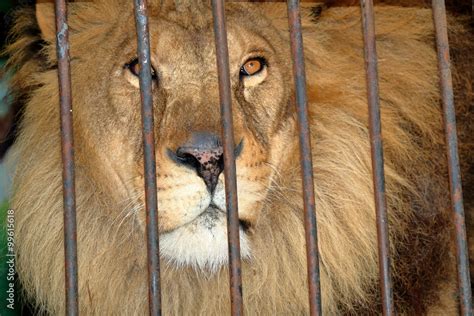 Sad Lion Behind Bars In A Zoo Cage Stock Photo Adobe Stock