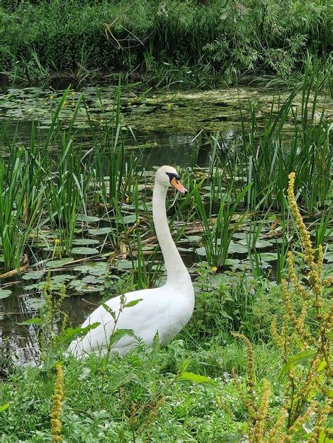 Premium Photo A Swan Is Standing In The Grass Near A Pond With Lily Pads