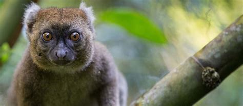The Endangered Greater Bamboo Lemur Critter Science