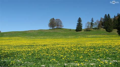 Meadow Wallpapers Top Free Meadow Backgrounds Wallpaperaccess