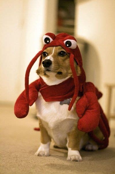 Lobster Dog Halloween Costume Baby Animals Funny Animals Cute Animals