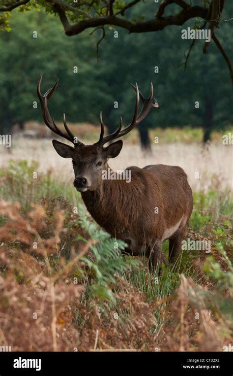 Red Deer Cervus Elaphus Stag Stock Photo Alamy