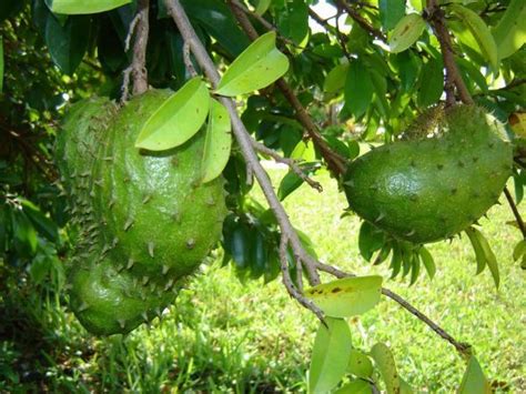 According to medindia, tea made from graviola leaves has long been used in the amazon region to treat liver and stomach ailments. Treatment for Cancer -Naturally: Guyabano, The Soupsop Fruit