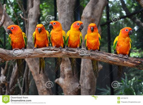Sun Conure Parrot Bird Stock Photo Image 44135070