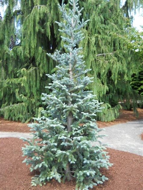 Abies Balsamea Tyler Blue Small Lot Suitable Conifers Evergreen