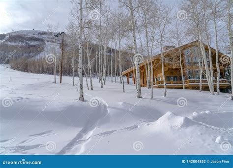 Quaking Aspens And Cabin On Snowy Mountain In Utah Stock Photo Image