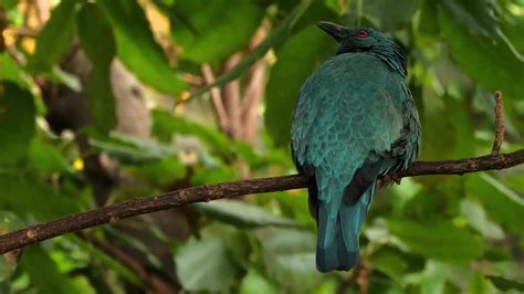 A great way to enhance the look and feel of your presentations, slideshows, tv shows, commercials, new. Blue Tropical Bird - Stock Video | Motion Array